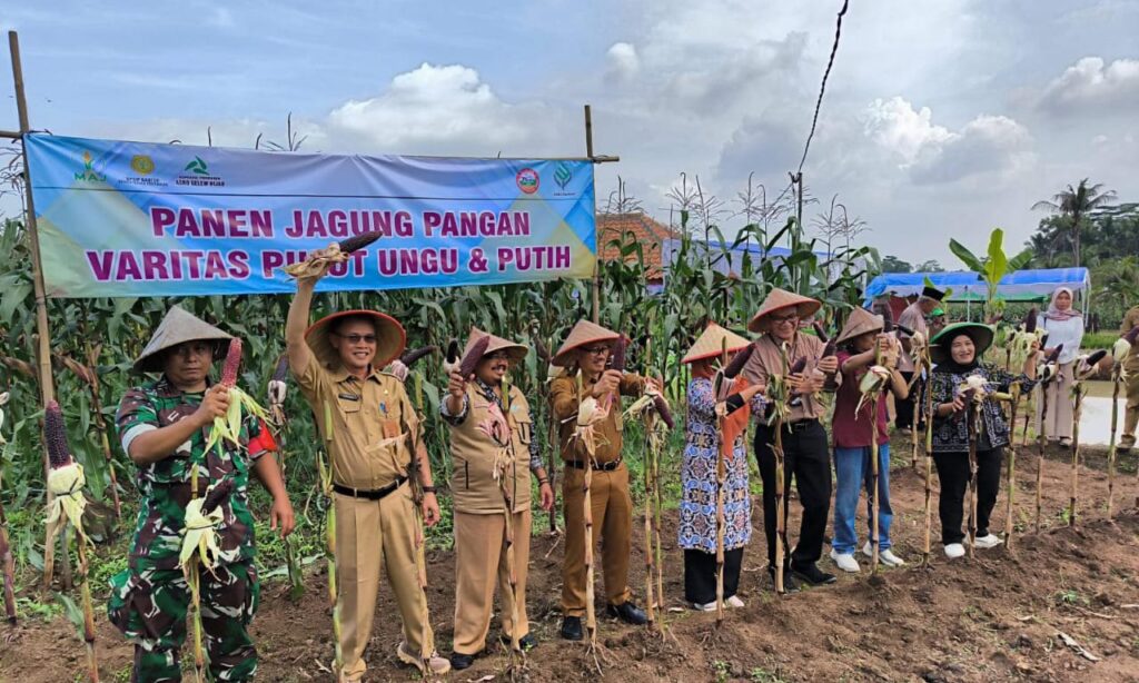 Poktan Talun Jaya Bersama DKPP Panen Raya Jagung Komposit: Diharap Penuhi Kebutuhan Lokal-Nasional