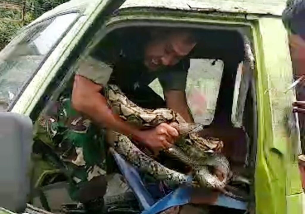 Aksi Heroik Babinsa Koramil 410-01/Panjang, Amankan Ular Sanca di Dalam Mobil Angkot