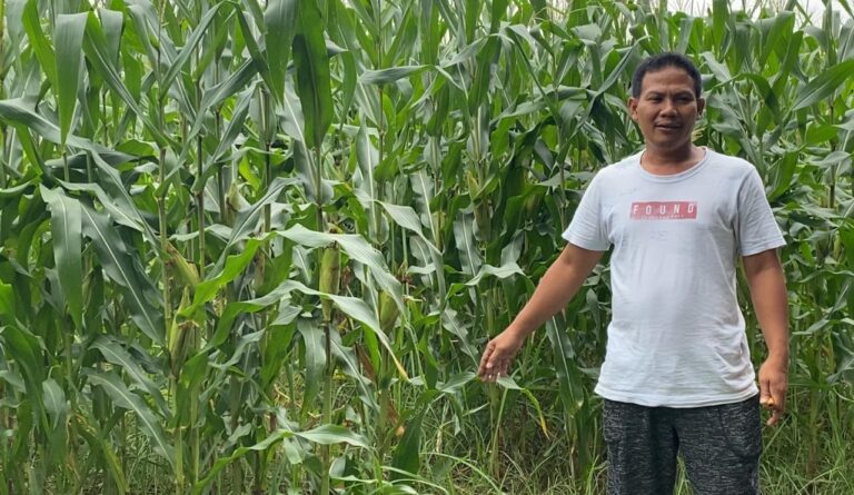 Kelola Lahan 1,2 Hektar, BUMDes Berkah Wali Siapkan Panen Raya Jagung Hibrida di Carenang