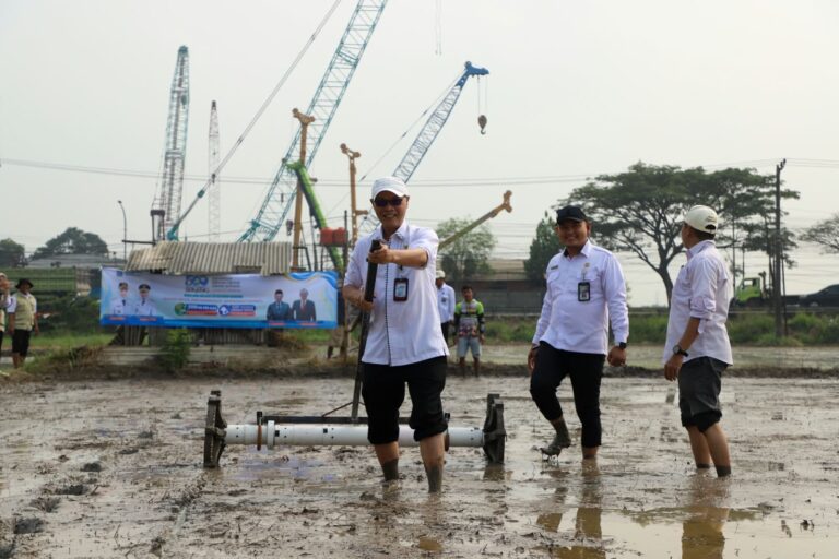 Hari Jadi ke-500, DKPP Serang Gerakkan Tanam Padi 500 Hektare dan Vaksinasi 500 Ekor Ternak